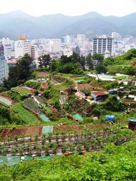 This photo taken on Geoje Island off the coast of South Korea graphically depicts how the old ways (the farms in the foreground) co-exist so closely with the new in Korea.  Photo by Scott Pollard of Brunswick East in Victoria, Australia.  